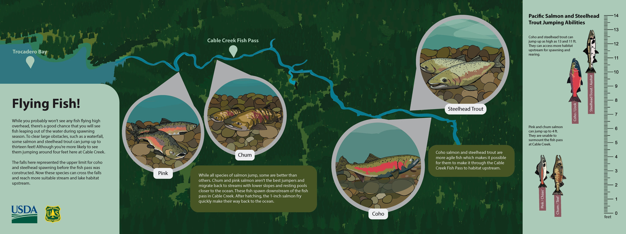 Pacific salmon interpretive sign for Prince of Wales at Tongass National Forest