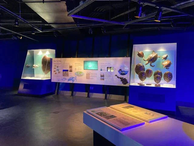 Turtle nesting diorama at the Frost Science Museum