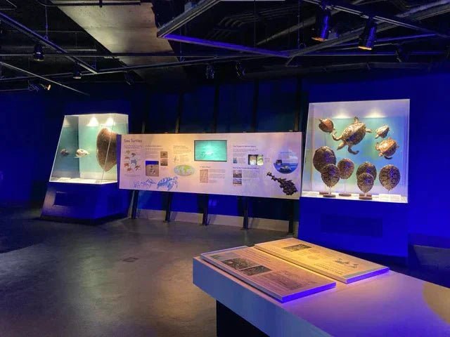 Turtle nesting diorama at the Frost Science Museum