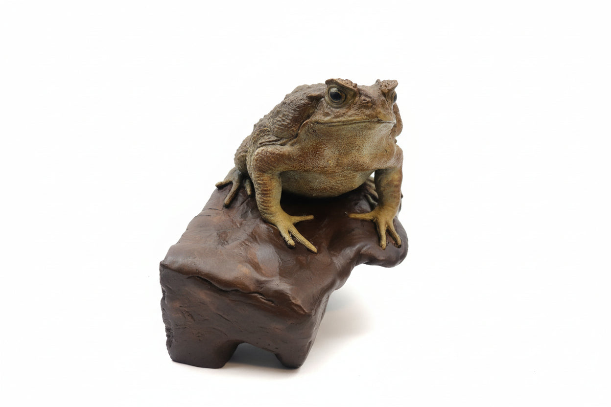 Cane toad museum grade tactile