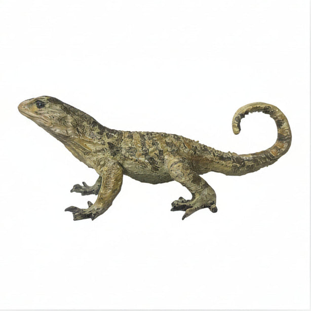 Curly tailed tactile model with white background