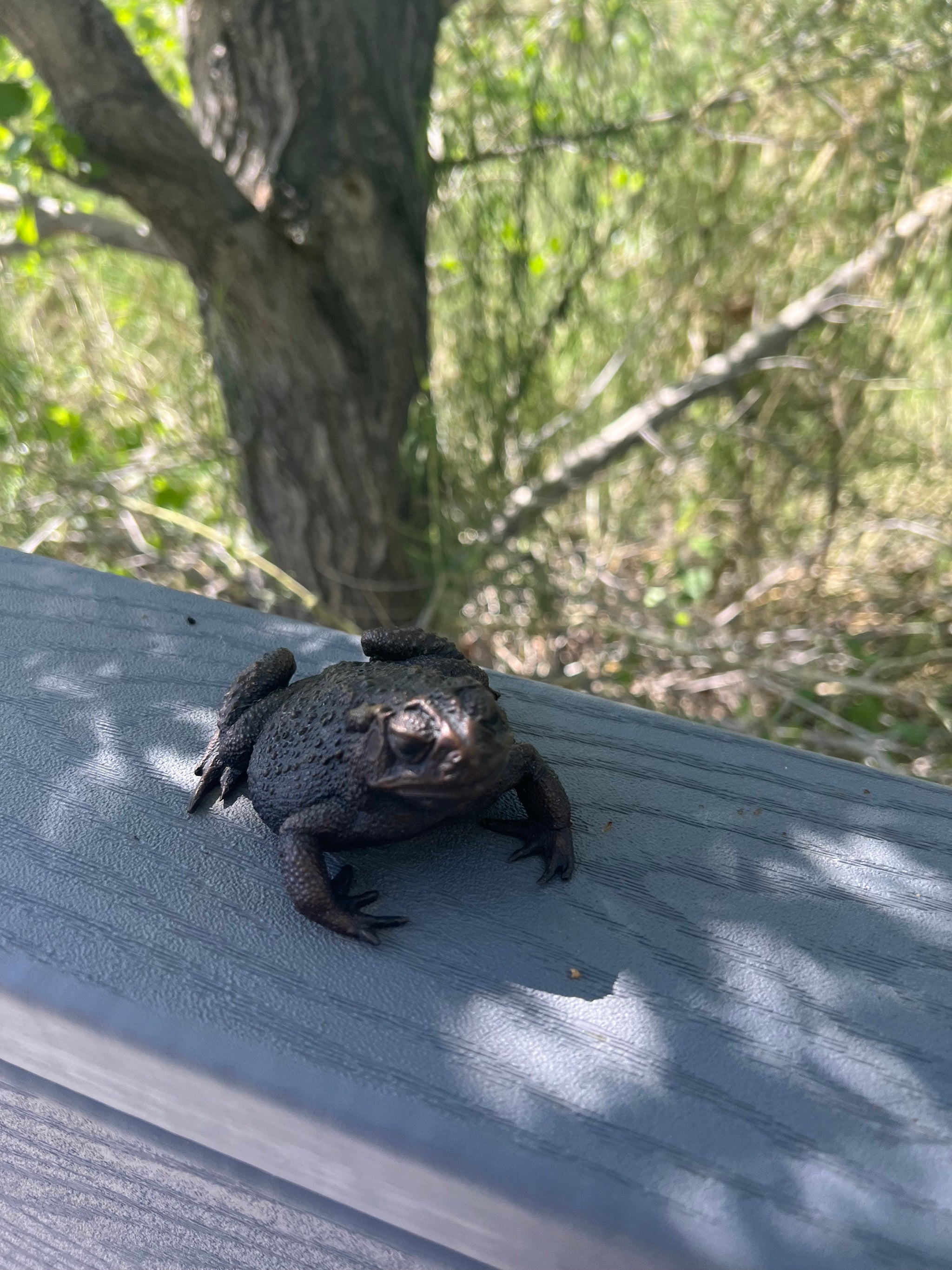 Bronze frog on a wooden surface with greenery in the background