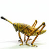 Adult Eastern Lubber Grasshopper Exhibit Replica – UV - Sealed, Diorama Model - Atomic Carrots