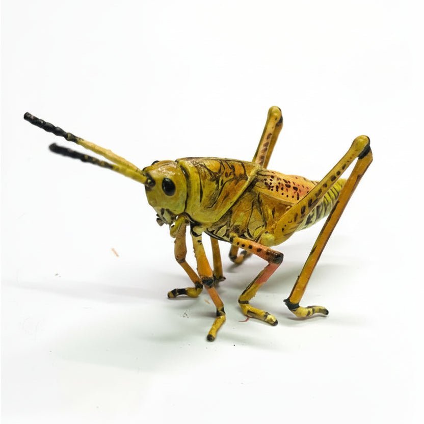 Adult Eastern Lubber Grasshopper Exhibit Replica – UV - Sealed, Diorama Model - Atomic Carrots