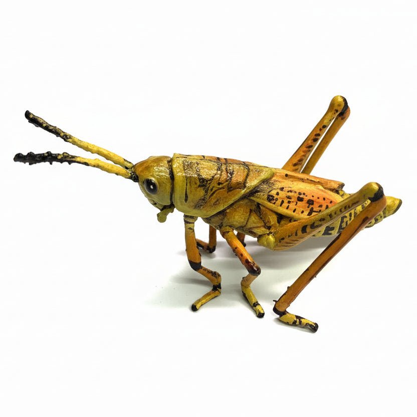 Adult Eastern Lubber Grasshopper Exhibit Replica – UV - Sealed, Diorama Model - Atomic Carrots