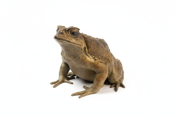 Cane Toad Tactile Exhibit Replica – UV - Sealed, High - Touch Model - Atomic Carrots