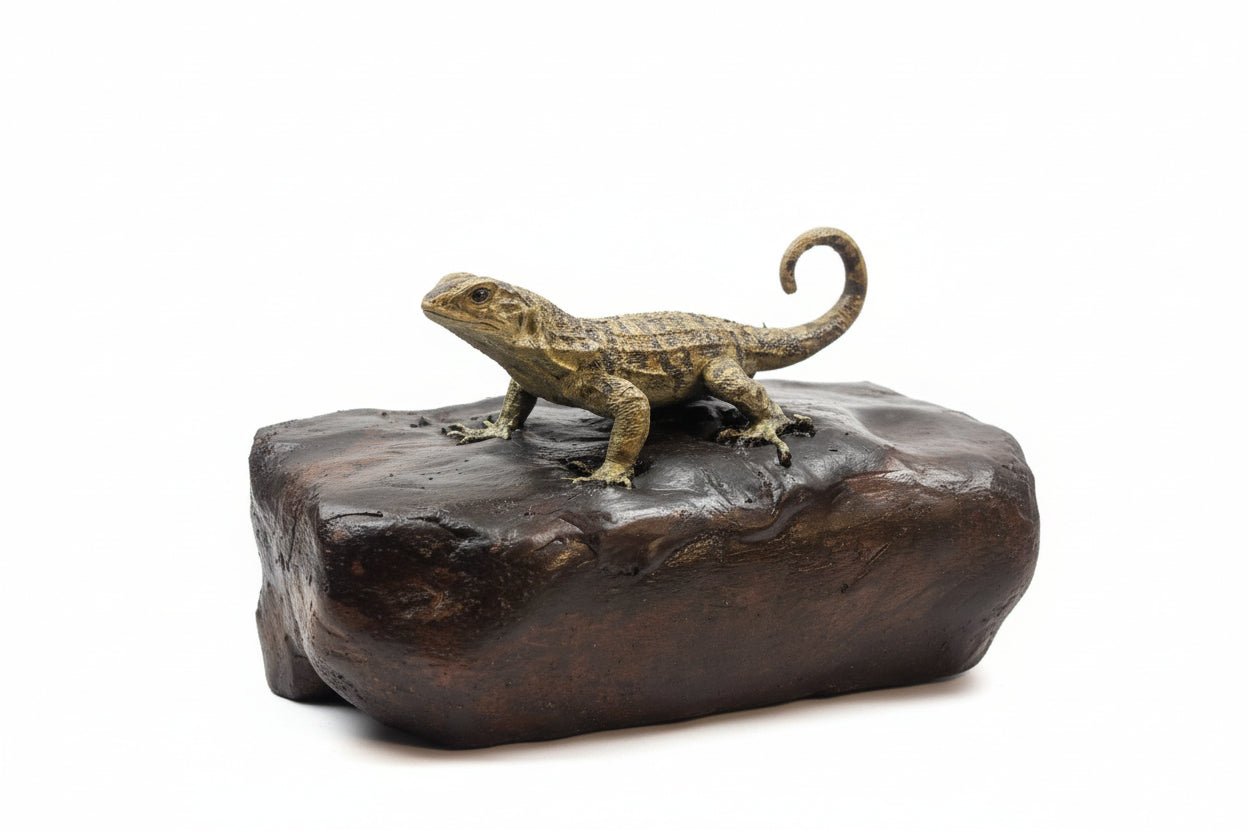 Curly - Tailed Lizard Tactile Exhibit Replica – UV - Sealed, High - Touch Model - Atomic Carrots