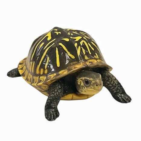 Florida Box Turtle Tactile Exhibit Replica – UV - Sealed, High - Touch Model - Atomic Carrots