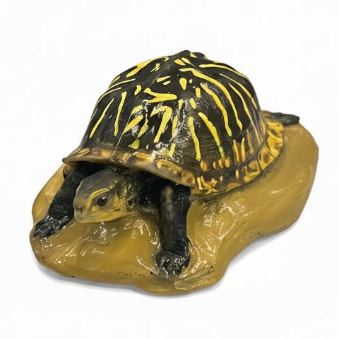 Florida Box Turtle Tactile Exhibit Replica – UV - Sealed, High - Touch Model - Atomic Carrots