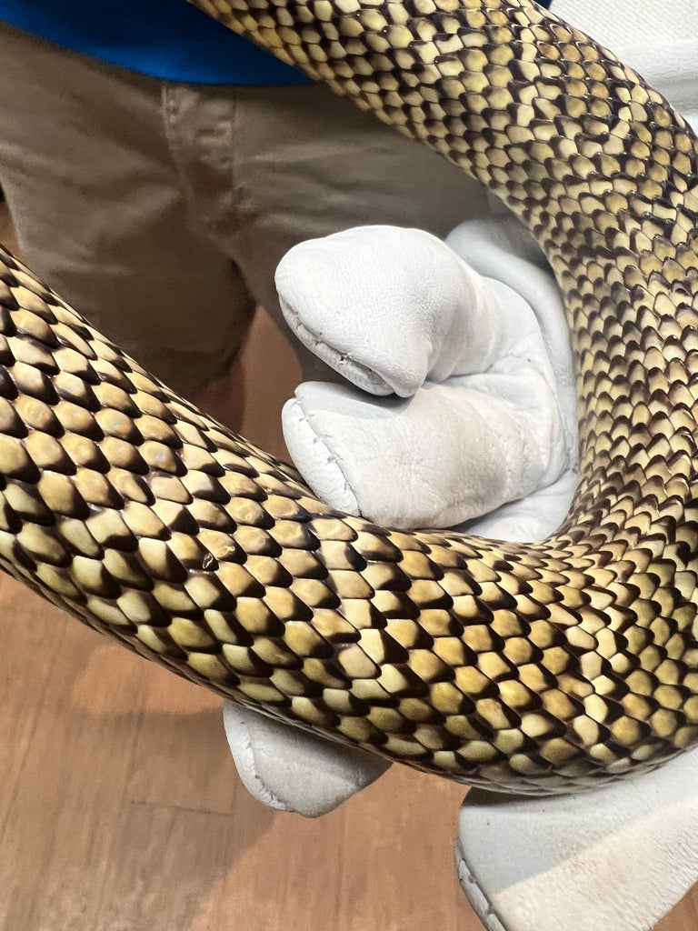 Florida Kingsnake Scale Tactile Disk – UV - Sealed, High - Touch Model - Atomic Carrots