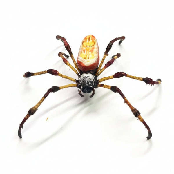 Golden Silk Orb - Weave Tactile Exhibit Replica – UV - Sealed, Diorama Model - Atomic Carrots