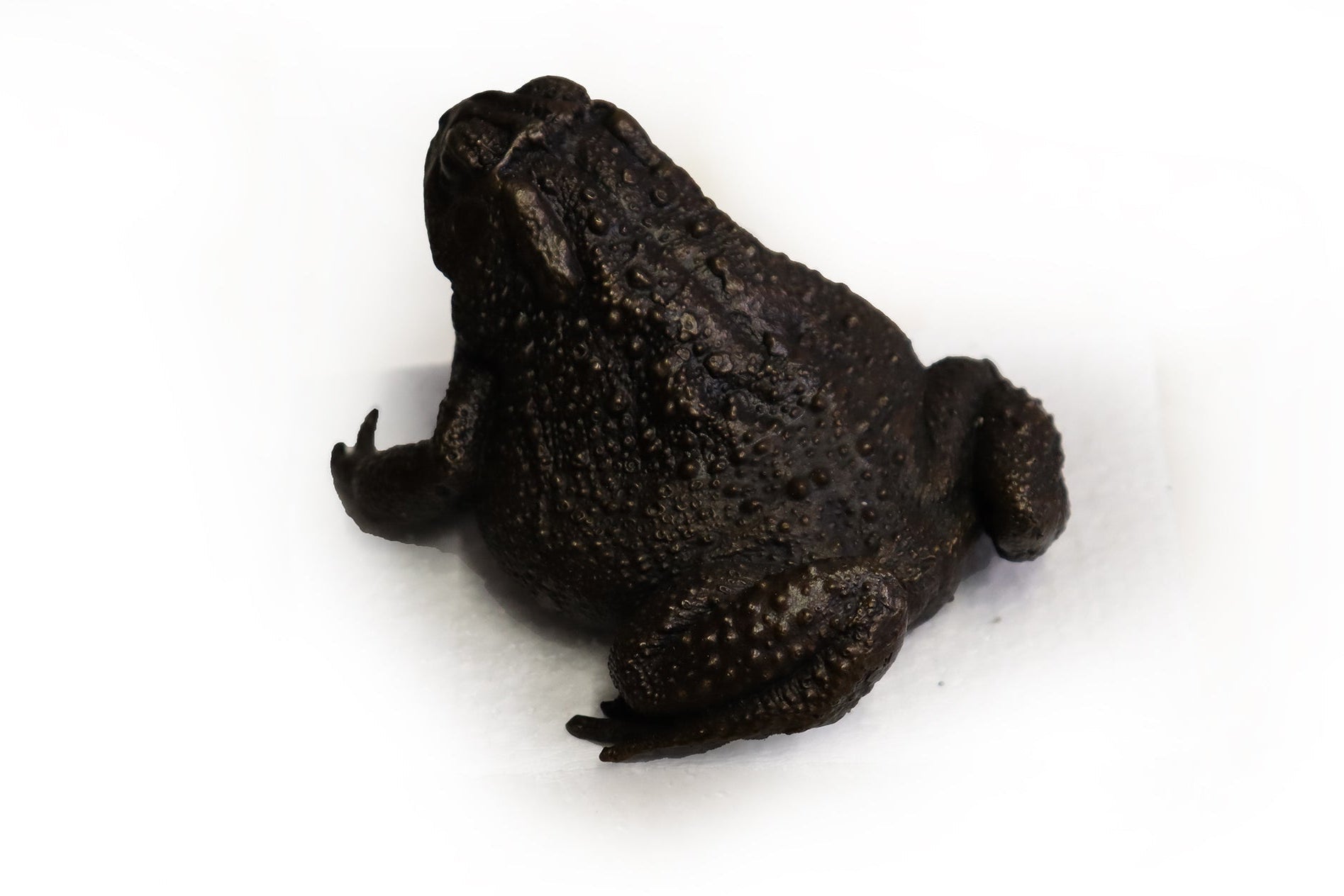 Great Plains Toad Bronze Sculpture – Outdoor Tactile Exhibit Replica - Atomic Carrots