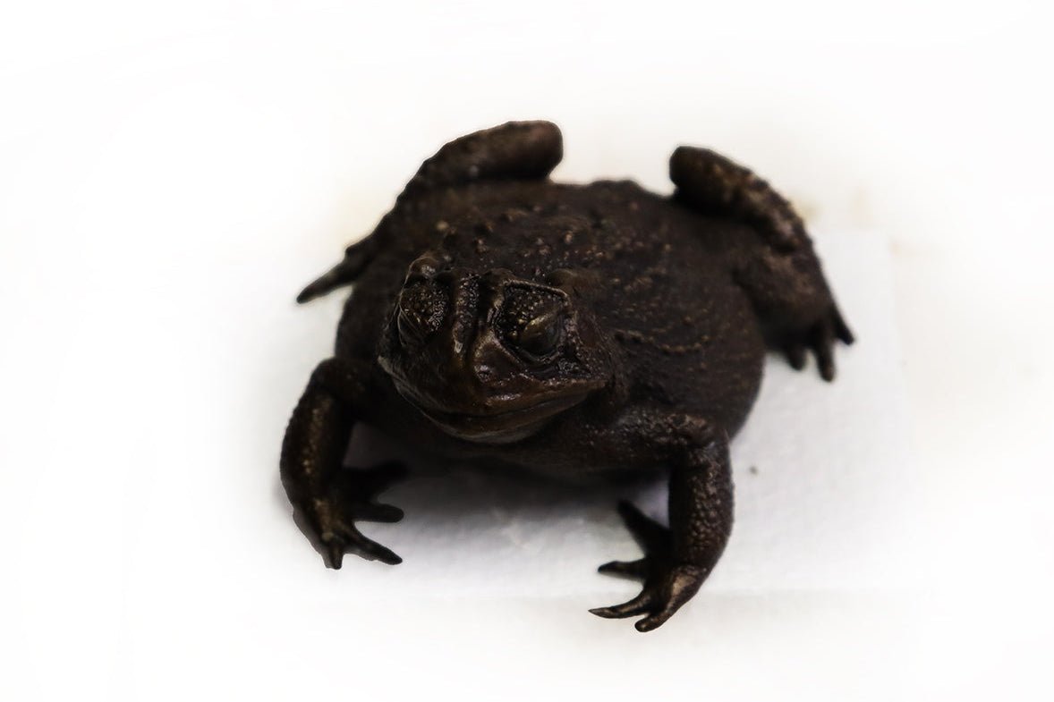 Great Plains Toad Bronze Sculpture – Outdoor Tactile Exhibit Replica - Atomic Carrots