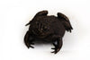 Great Plains Toad Bronze Sculpture – Outdoor Tactile Exhibit Replica - Atomic Carrots