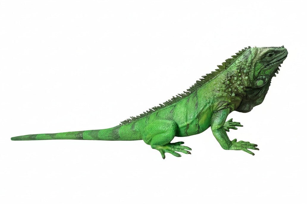 Green Iguana Tactile Exhibit Replica – UV - Sealed, High - Touch Model - Atomic Carrots