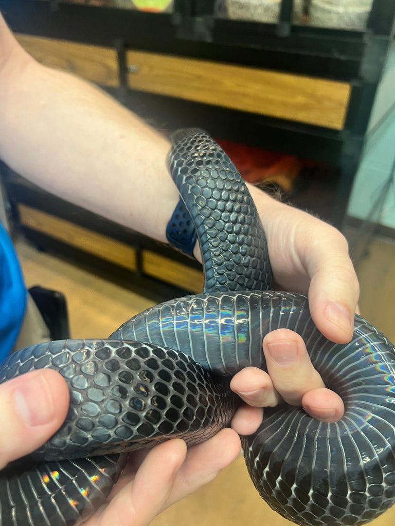 Indigo Snake Scale Tactile Disk – UV - Sealed, High - Touch Model - Atomic Carrots