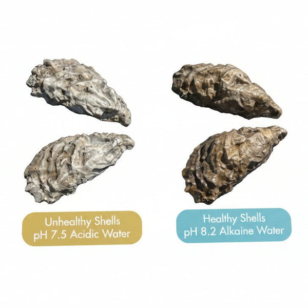 Oyster Erosion Exhibit Model – UV - Sealed Durable Tactile - Atomic Carrots