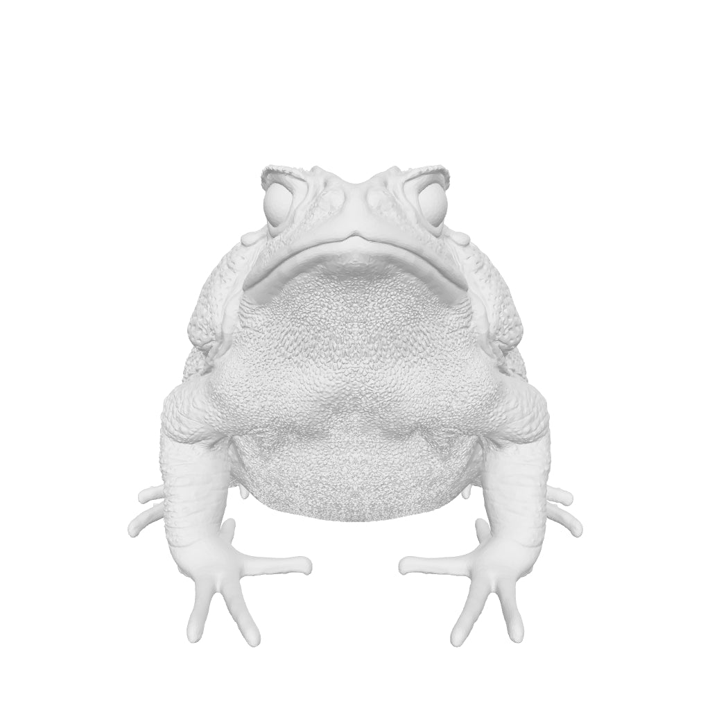 Cane Toad Tactile Exhibit Replica – UV-Sealed, High-Touch Model
