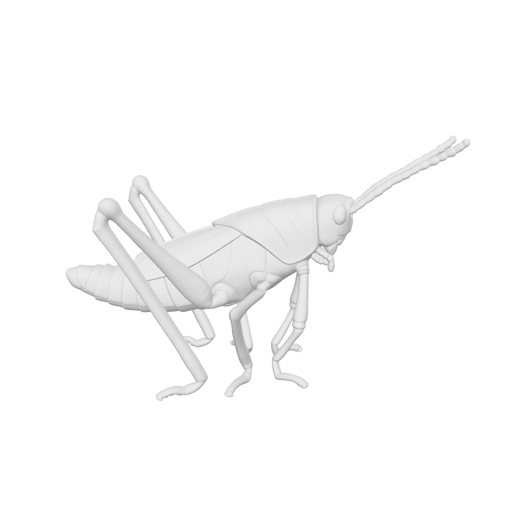 Adult Eastern Lubber Grasshopper Exhibit Replica – UV-Sealed, Diorama Model