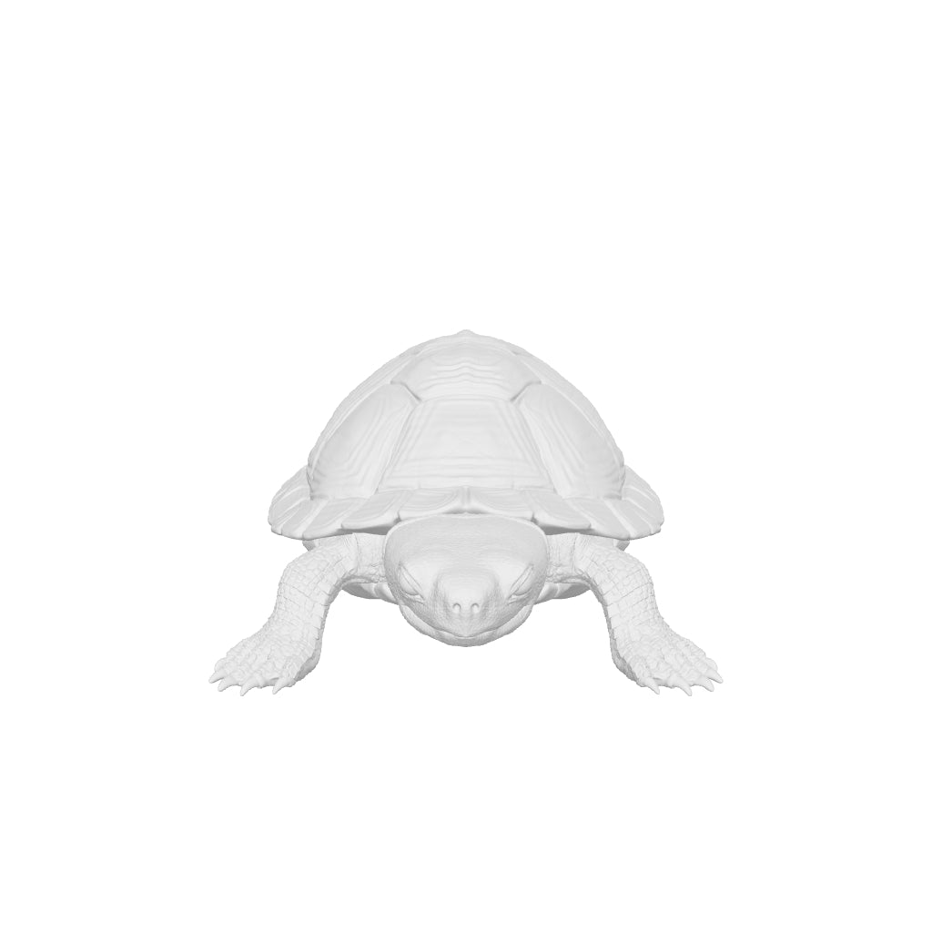 Red Eared Slider Tactile Exhibit Replica – UV-Sealed, High-Touch Model