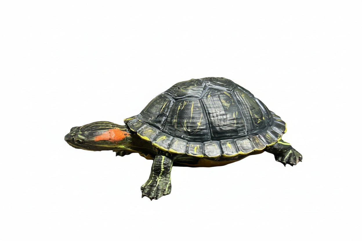 Red Eared Slider Tactile Exhibit Replica – UV - Sealed, High - Touch Model - Atomic Carrots